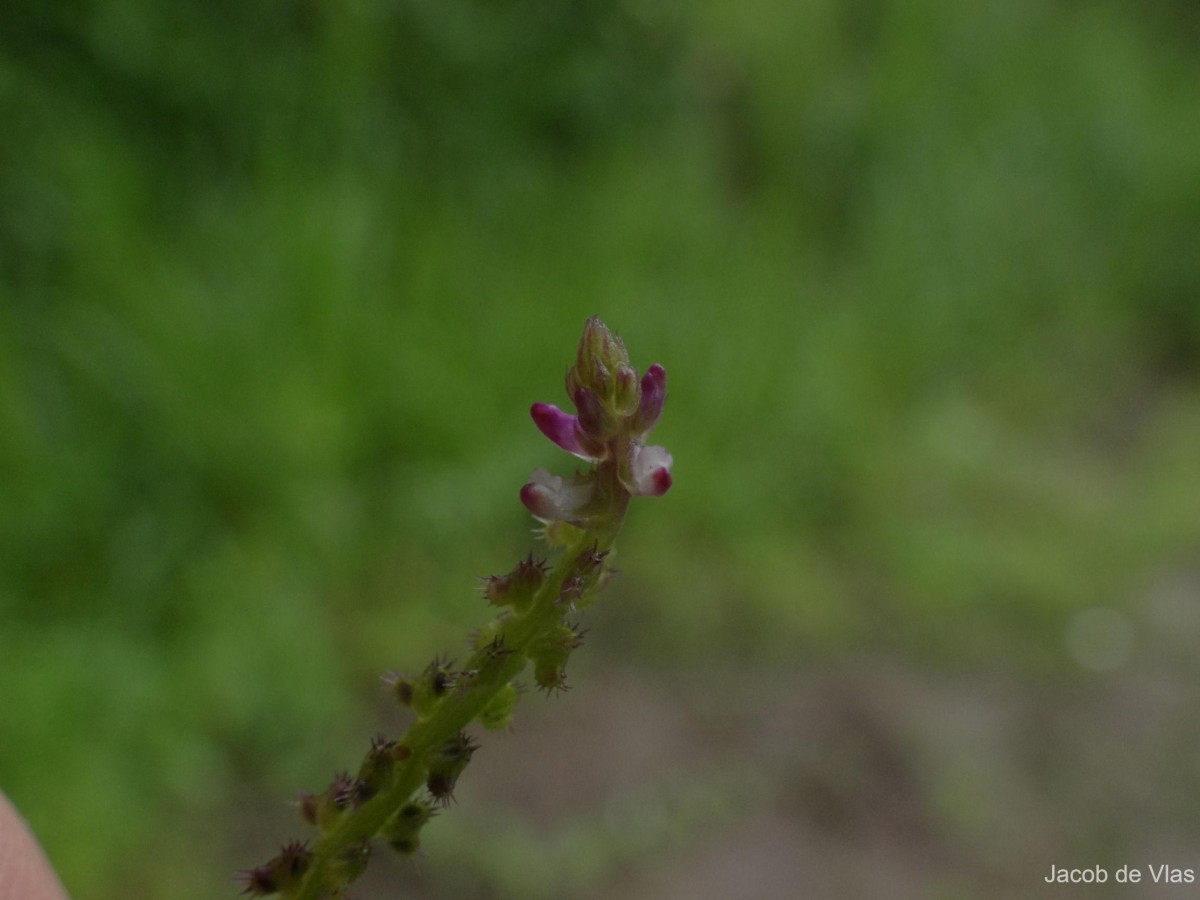 Salomonia ciliata (L.) DC.